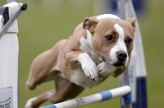 Ground Zero Phantasy Dragon Kona op wedstrijd